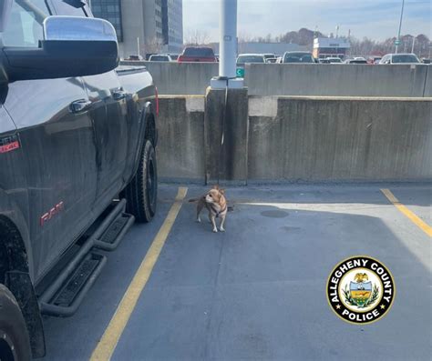 'No excuse for leaving your pets': Dog left tied to pole at Pittsburgh airport, police say